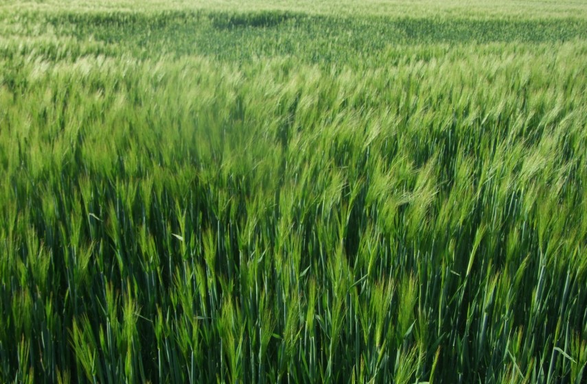 Agriculture