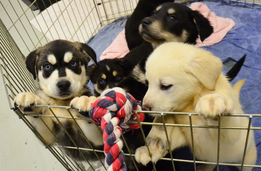 Pet stores