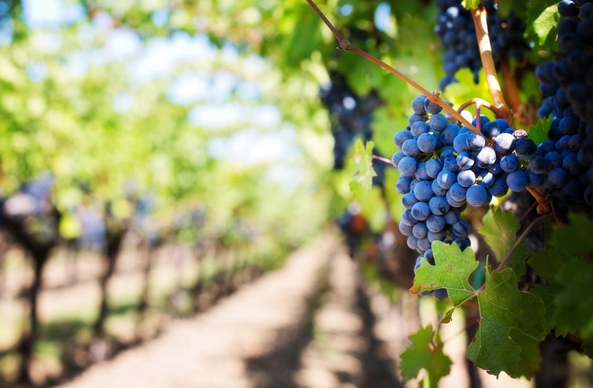 Viticulture - Oenology